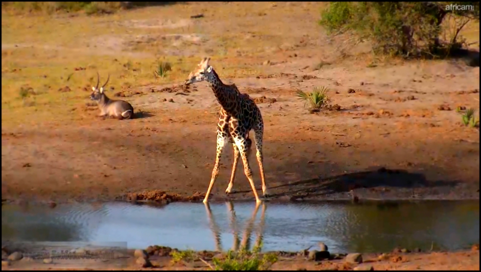 Wildlife Live Африка Дикая природа. Жираф-холостяк в парке слонов Tembe Прямой эфир  