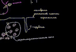 Роль саркоплазматической сети в мышечных клетках 