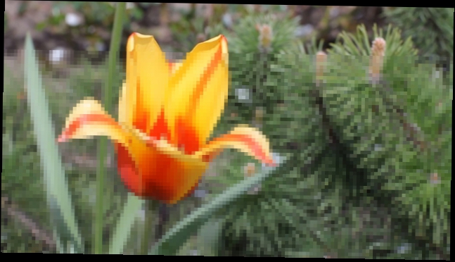 Free HD Stock Footage. Nature. Tulip, pine tree cones. Футаж. Тюльпан. Шишки на елке. 