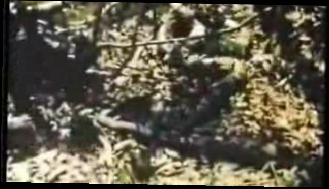 Битва ягуара с анакондой 