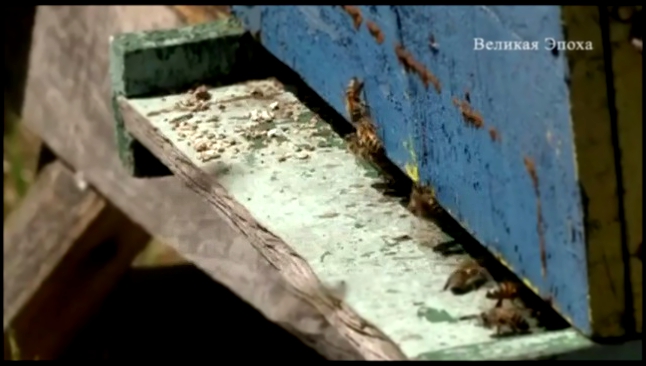 Чилийские экологи запустили кампанию по спасению пчел новости 