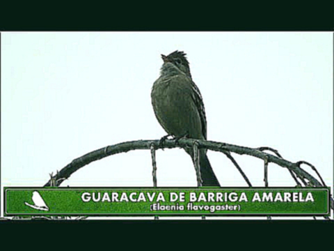 GUARACAVA DE BARRIGA AMARELA - AVE - BRASIL 