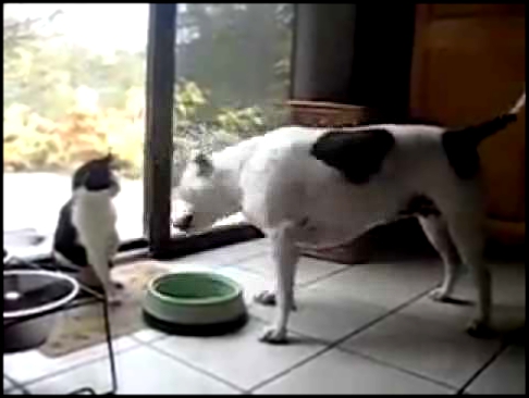 Кот терминатор против собаки 