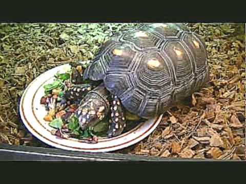 Redfoot Tortoise Care & Housing HD 720p 