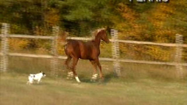 лошади на продажу, кобылка Пэррис  2009г.р.Эликсир &#8211; Преспа  