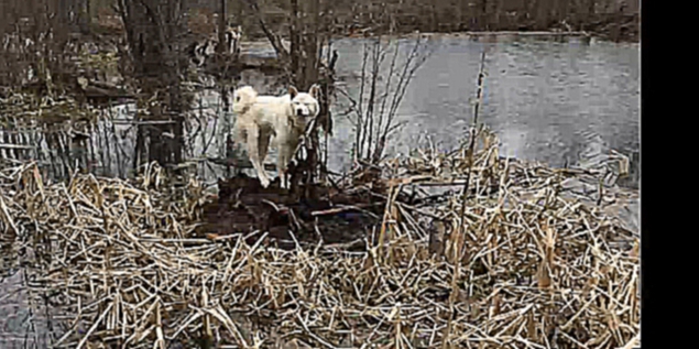 Жительница Уфы спасла собаку из болота.  