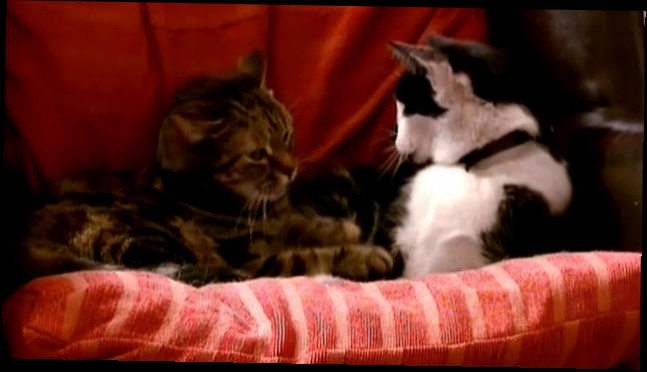 Кошки Кло-Хилл / Cats of Claw Hill. 5 серия - Кошачья позиция 2009 
