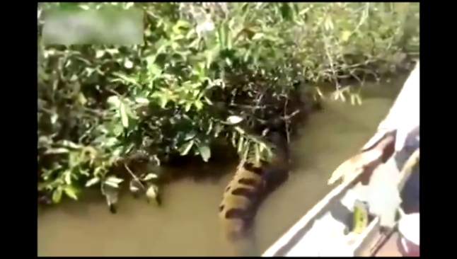 WATCH- Brazilian Men Find Giant Snake In River - Огромная желтая анаконда 
