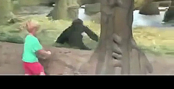 Мальчик играет с гориллой в прятки 