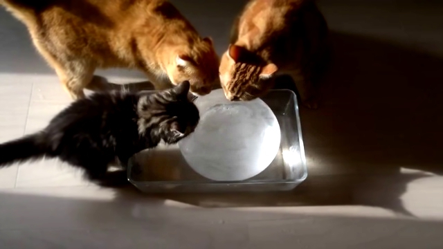Коты и ледяной шар _ Cats and ice ball 