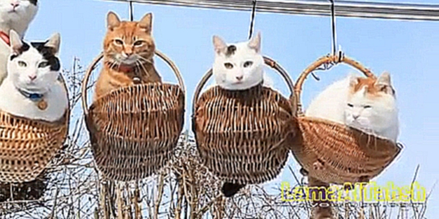 ПРИКОЛЬНАЯ ПОДБОРКА - Смешные кошки 