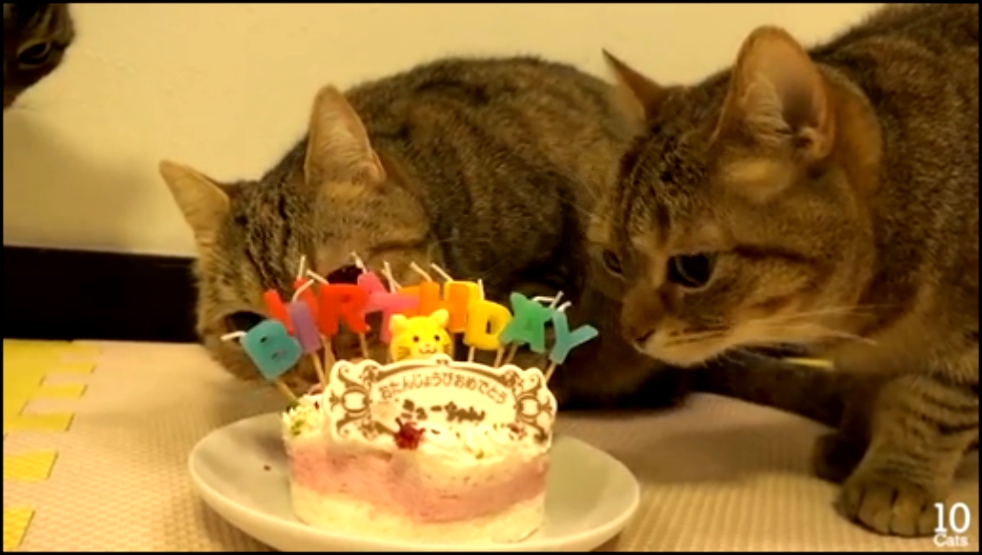 Праздничный торт для кота 