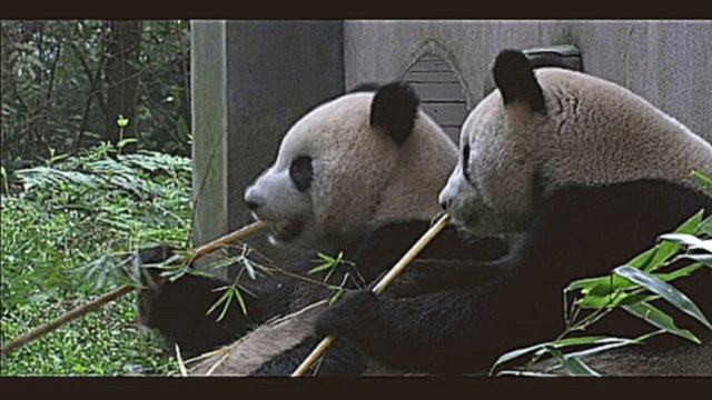 Китайская панда China Panda 