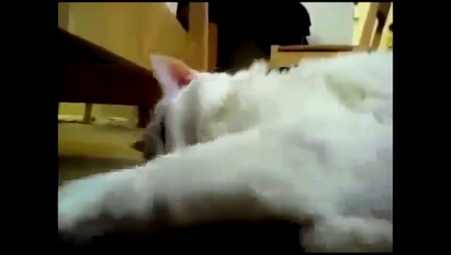 ОРУЩИЕ КОТЫ 2014 ! ПРИКОЛЫ РЖАЧ ! FUNNY VIDEOS Funny Cats Compilation2014 [NEW HD] 