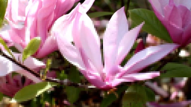 Free HD Stock Footage. Nature. Beautiful magnolia blossom. Футаж. Красивые цветы магнолии. 