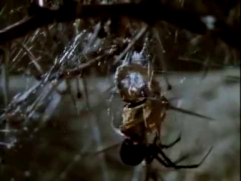 cs@df охота   паучиха чёрная вдова  ловит скорпиона   Баттл   Живые консервы из скорпиона 