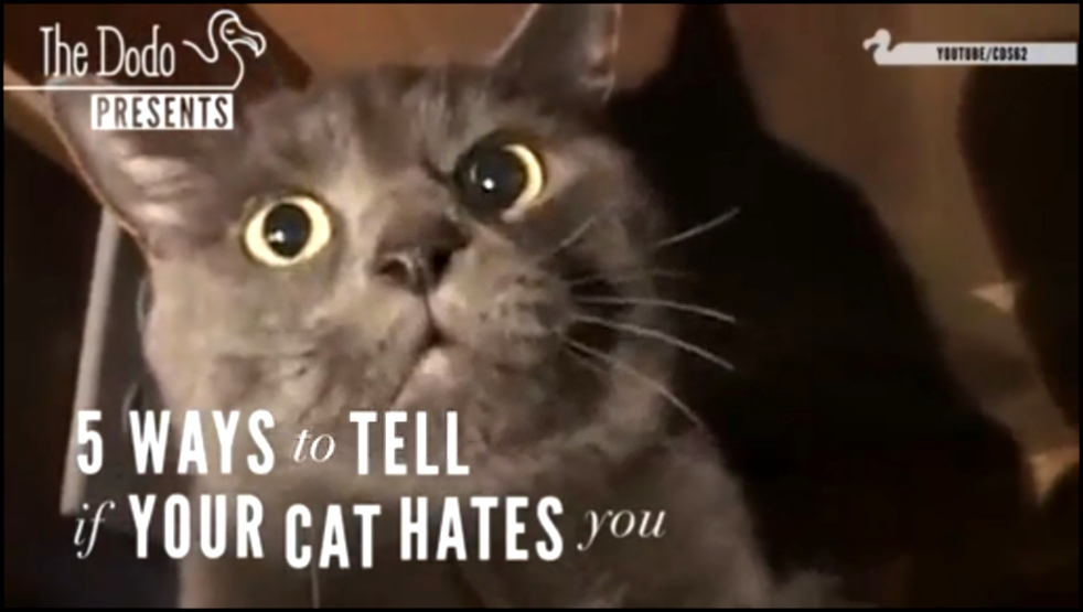 5 способов понять, что ваш кот вас ненавидит 