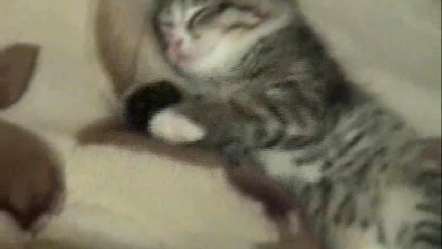 Котёнок сладко спит)) 