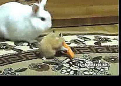 Хомяк отнял морковку у кроля 