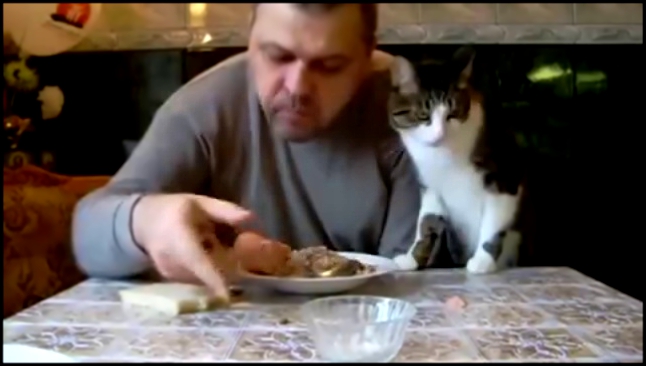 Как мой кот, просит кушать. Butch cat chooses sausage 