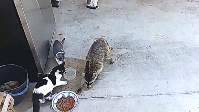 Raccoon steals food from cats / Енот ворует еду у кошек 