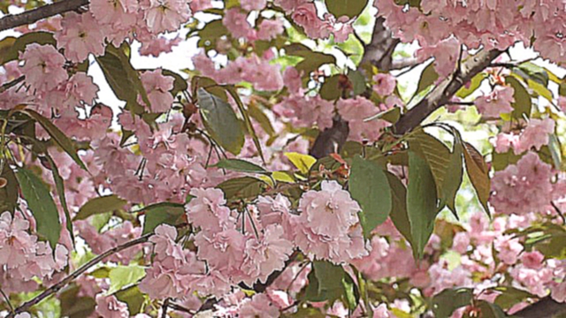 Free HD Stock Footage. Nature. Sakura blossoms 　桜　Футаж. Красиво цветет сакура.  Весна 