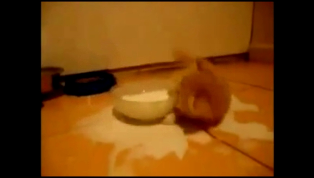 Котенок сходит с ума от молока 