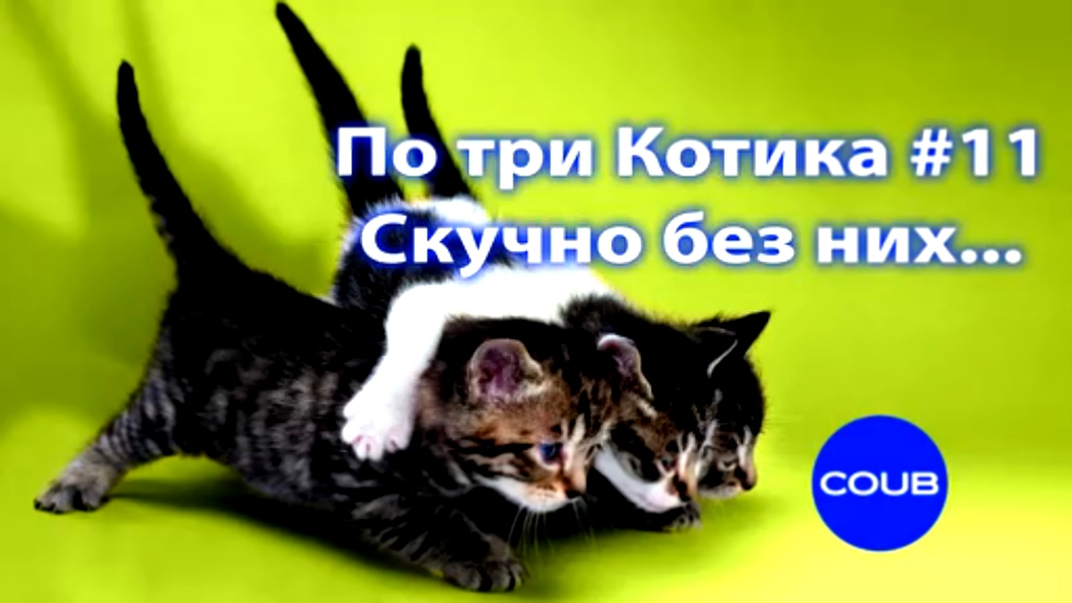 Три кота #11. Приколы с котами. Скучно без них. Three cat #11. Funny cats. Лучшие коубы. 