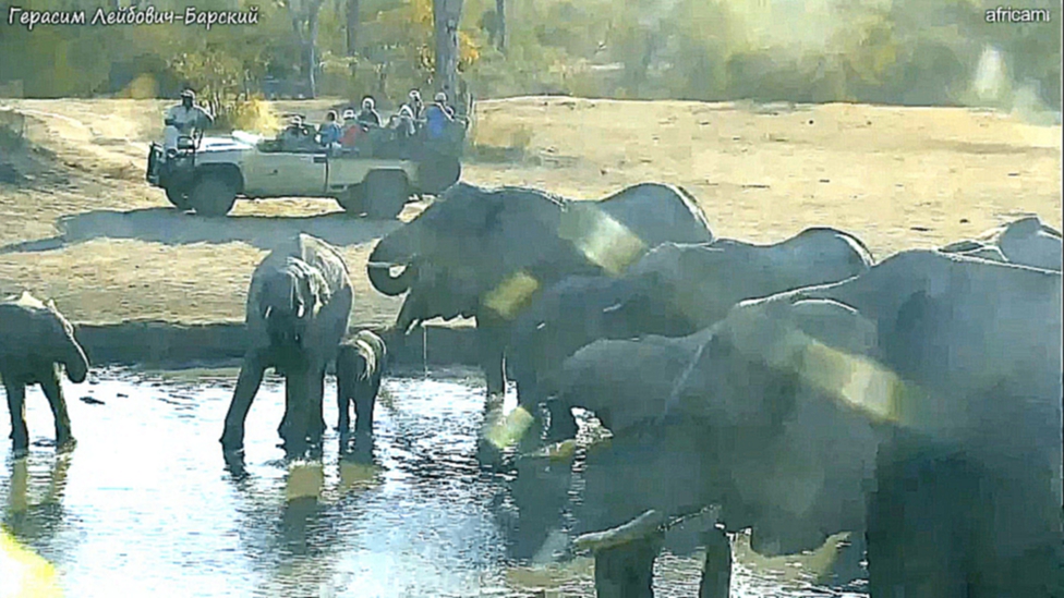 Здесь люди не убивают слонов, а те не обижают людей. У водопоя Нкорно в Южной Африке. 