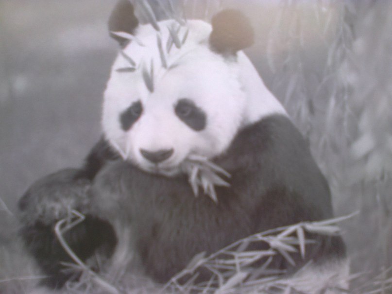 Баста и Гуф - Люблю чай, как панда любит бамбук Также как любит Le Truk дуть траву.