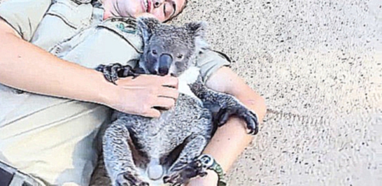 Милая коала играет и обнимается с девушкой 