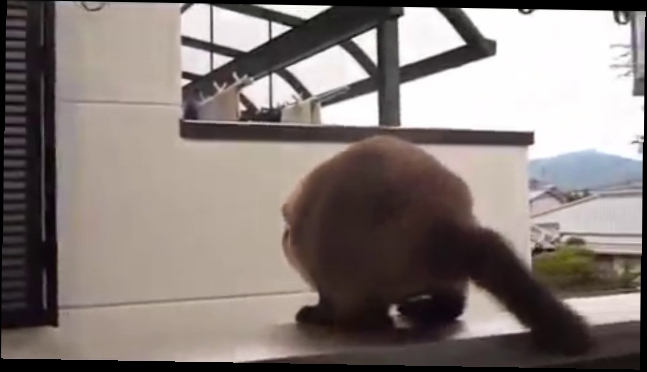 Эпический прыжок кота с дома 