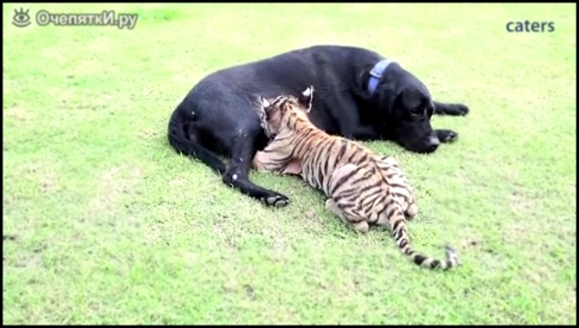 Собака кормит тигрёнка 