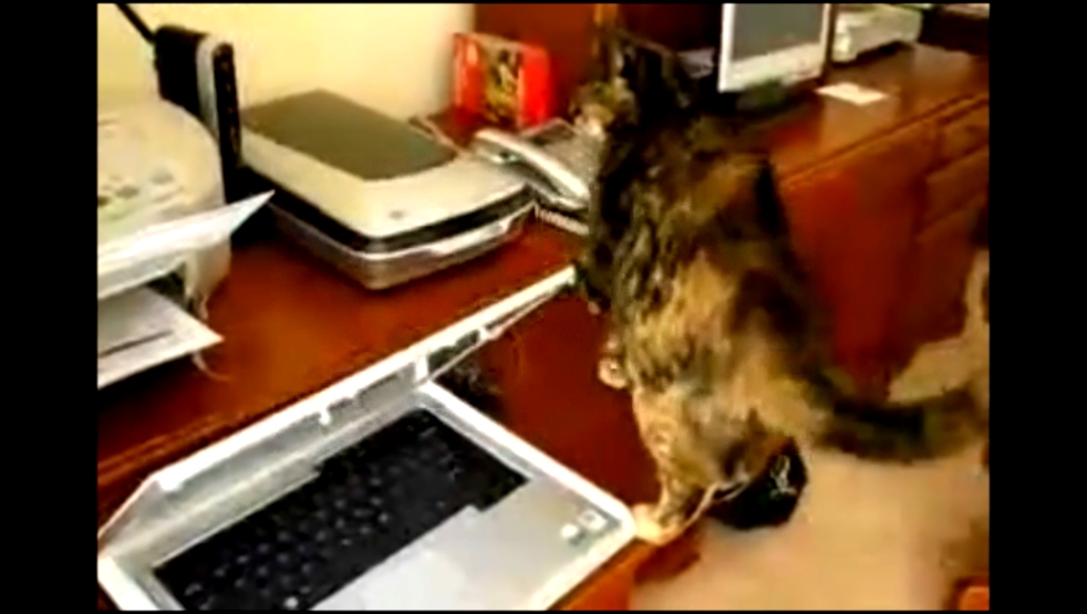 Кошка в офисе 