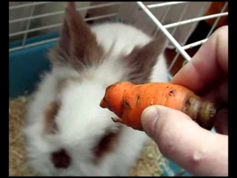Декоративный кролик ест морковку 