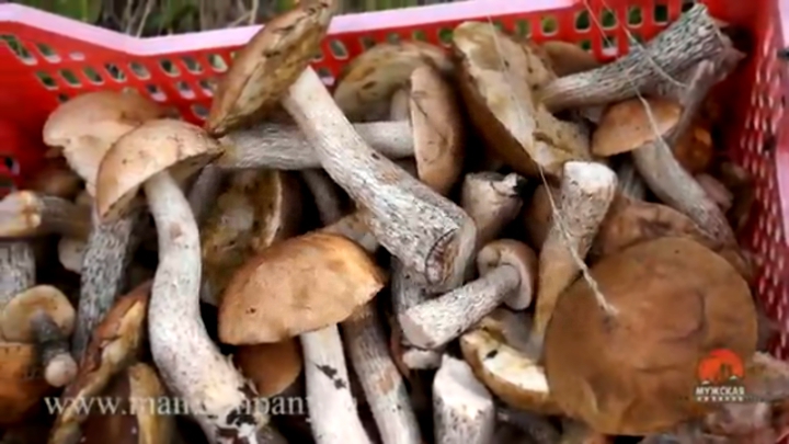 МК : Сбор грибов в лесу видео Full HD 