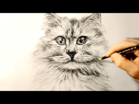 Как нарисовать  кошку   Рисуем КОТА простым карандашом. / Cat drawing 