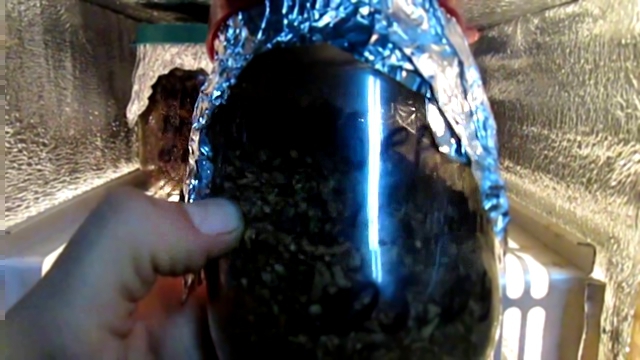 закладка табака в шкаф для ферментации 