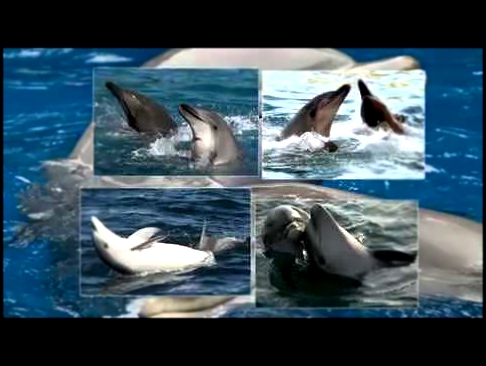 Исцеляющие звуки дельфинов - релакс 