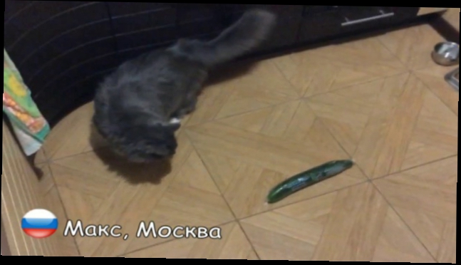  Русские коты огурцов не боятся _ Russian cats not afraid of Сucumbers Огуречная кото-фобия 