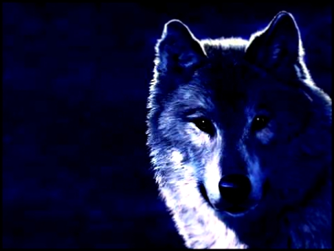 Блатной Удар - Одинокий волк 