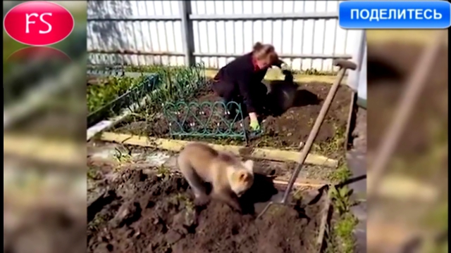 Видео с медвежонком, помогающим женщине сажать картошку 