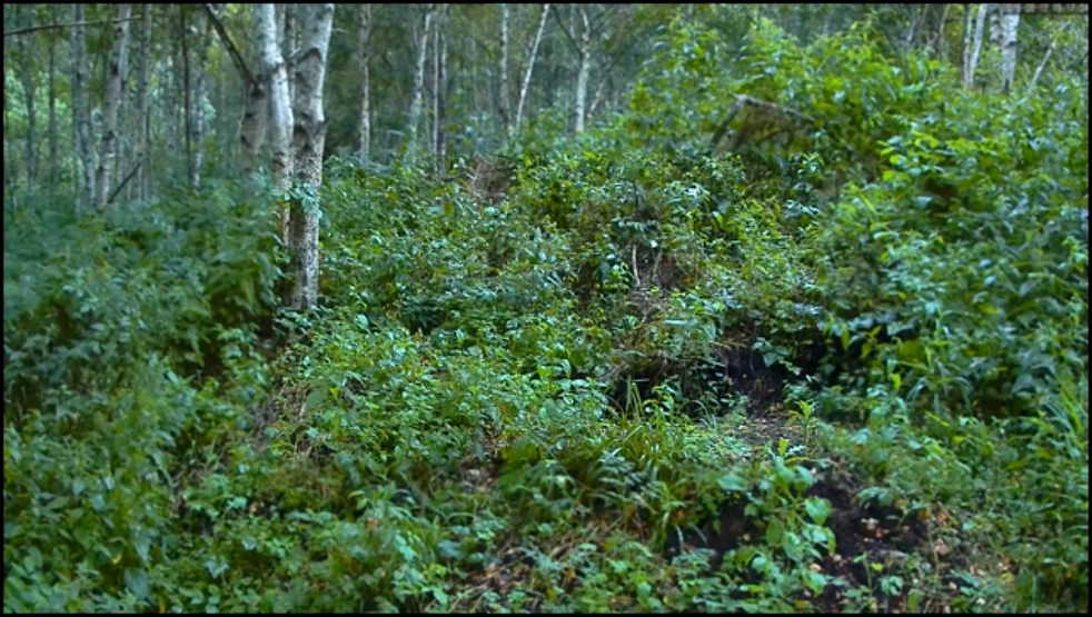 Релаксация: Звук и видео летнего дождя в эстонском лесу Капли стучат по листьям осин 1020 HD 