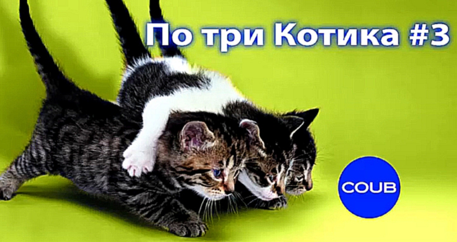 Три котика #3. Приколы с котами - львы и тигры. #3 Three cat #3. The Best Coub 