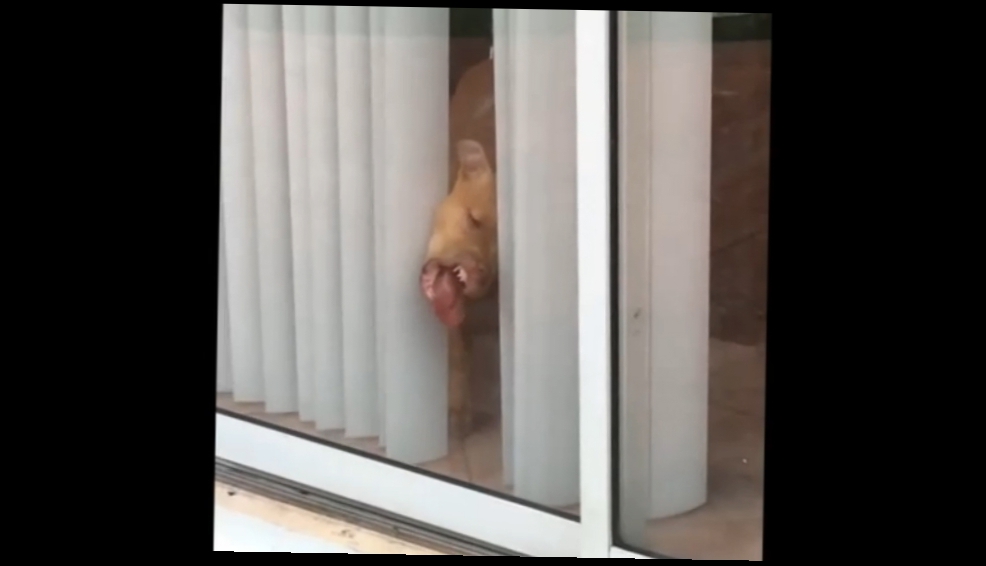 Собака жует стеклянную дверь 