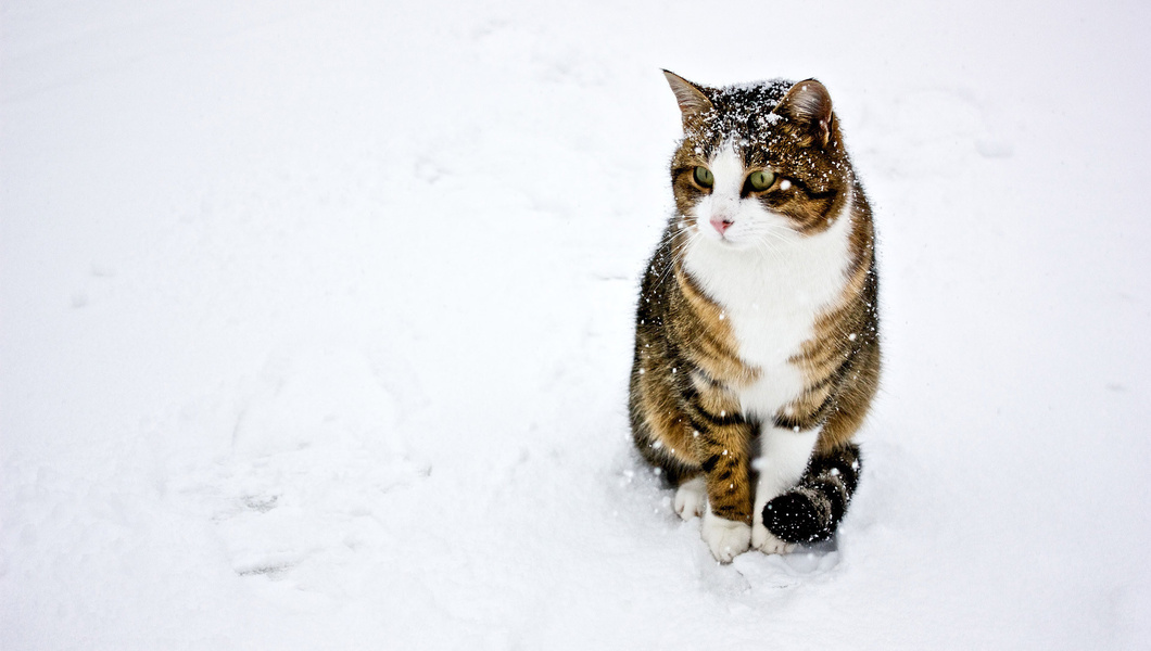 мяу-мяу мой котик Целуй свою киску, угадай мои мысли* - <3